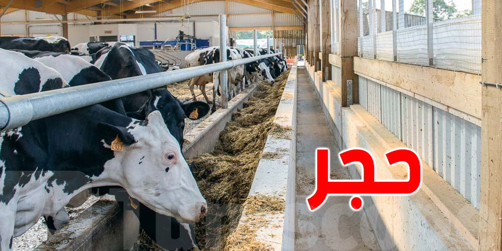 تونس: حجر صحي على إسطبل أبقار