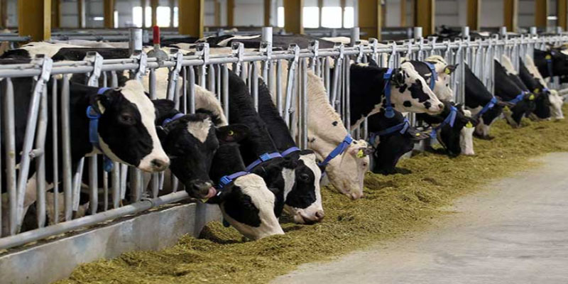 قطر تستورد 3 آلاف بقرة أمريكية لإنتاج الحليب لمواجهة تداعيات الحصار