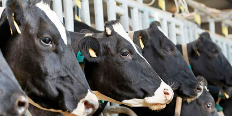 Appel à la vaccination des vaches et des petits ruminants contre la fièvre aphteuse