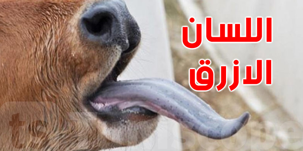 توجيه عينات لرؤوس ابقار للتحليل بعد الاشتباه في اصابتها بمرض اللسان الازرق