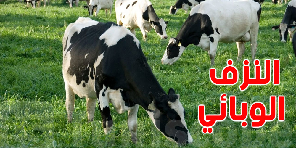 وزارة الفلاحة تسجل حالات من مرض ''النزف'' الوبائي لدى الأبقار