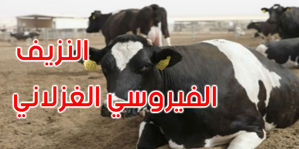 مرناق: اكتشاف إصابة بمرض النزيف الفيروسي الغزلاني لإحدى الأبقار