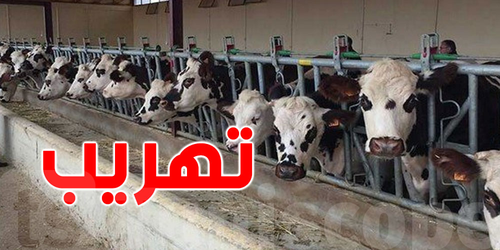 94 محضر تهريب أبقار الى الجزائر