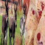 Une dizaine d’ânes aux abattoirs de Sousse pour une tentative de fraude à la consommation 