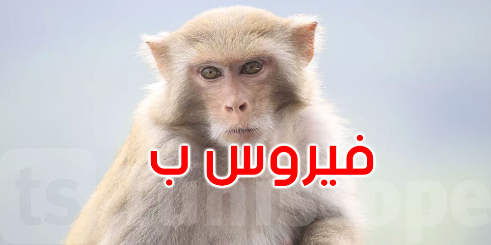 تسجيل أول إصابة بشرية بالعدوى جراء هجوم قرود.. ما نعرفه عن ‘فيروس ب’