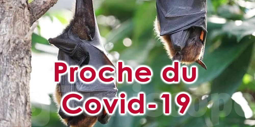 Découverte d’un nouveau virus inquiétant