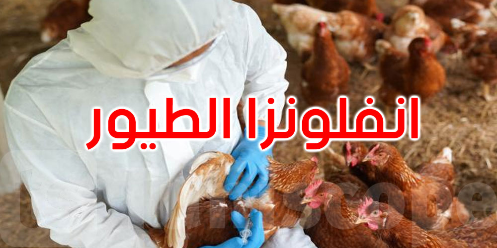 هولندا تعلن عن أول ظهور لإنفلونزا الطيور منذ أواخر جويلية