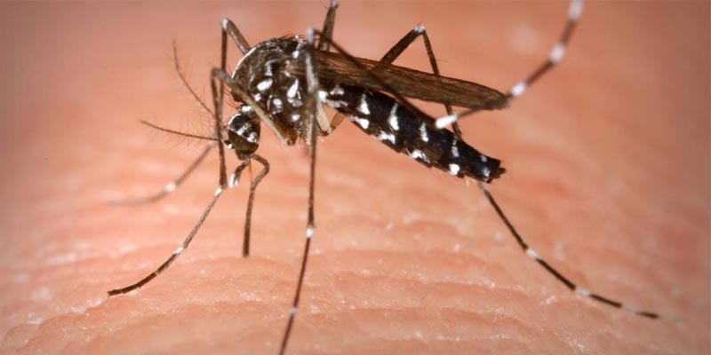 الإدارة الجهوية للصحة بالقصرين توضّح حقيقة تسجيل إصابة بحمى غرب النيل