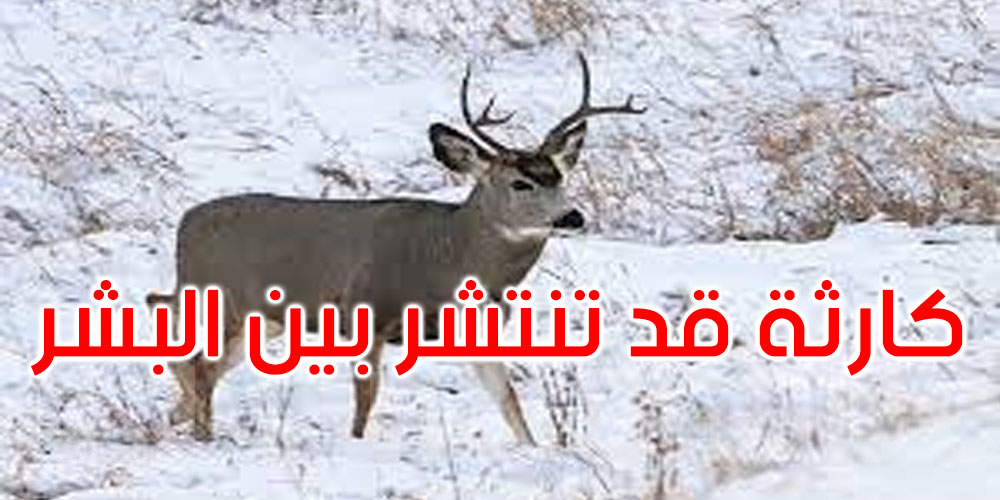  ‘زومبي’ فيروس جديد يصيب الغزلان الأمريكية بالجنون