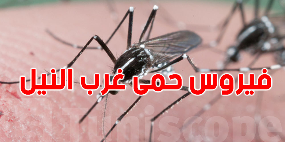 عاجل: حمى غرب النيل تصل تونس: 80٪ من المصابين لا يظهر عليهم أي أعراض