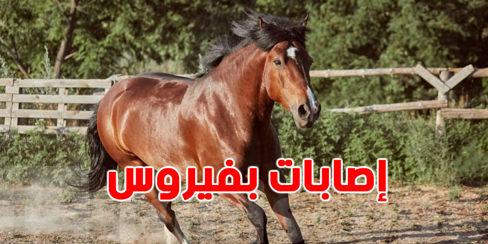 عاجل-قصر السعيد: فيروس جديد يهدّد ميدان الخيل