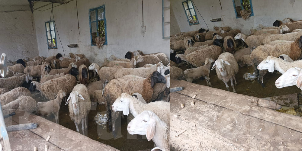 منوبة: إرجاع قطيع مسروق من الأغنام إلى صاحبه 
