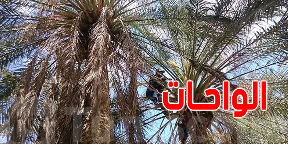 عاجل : آفة خطيرة تضرب النخيل وتهدد موسم التمور