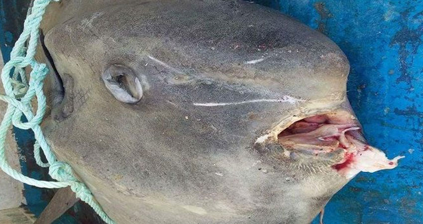 قابس: اصطياد حوت ‘بهيم البحر’ في الزارات