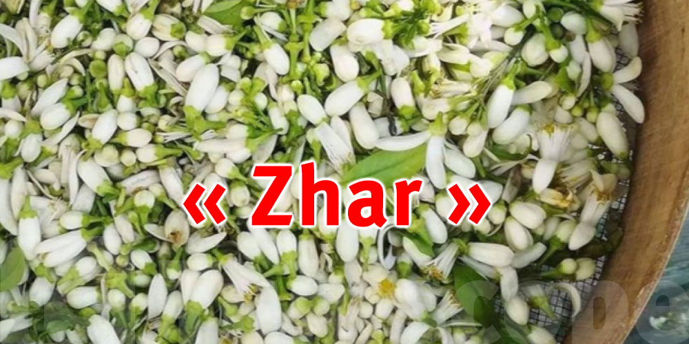 Nabeul : Début de la récolte des fleurs d'oranger