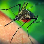 En détails : Le Plan de Riposte et de Prévention du risque d'introduction du Virus Zika en Tunisie