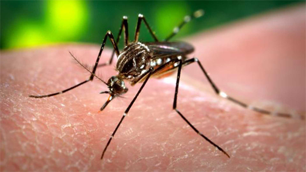 zika-260116-1.jpg