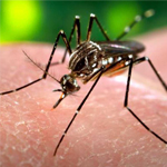Virus Zika transmis par le moustique tigre : la Guyane Française touchée